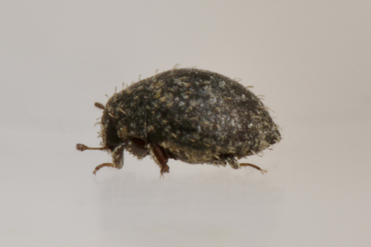 Chaetophora sp.?  S, Chaetophora spinosa, Byrrhidae